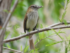 Attila spadiceus