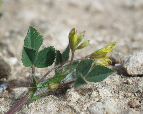 Medicago image