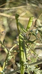 Mantis religiosa