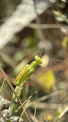 Mantis religiosa