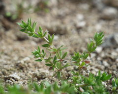 Galium murale