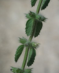 Sideritis cossoniana image