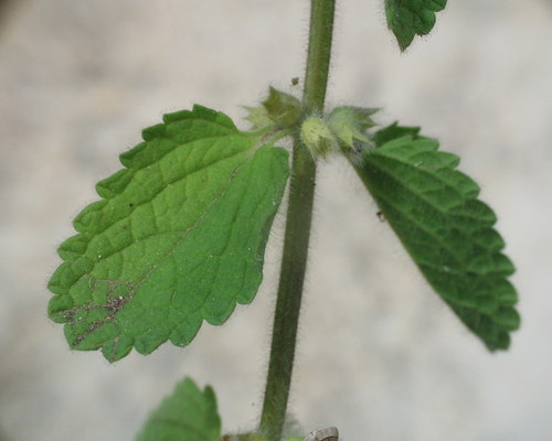 Sideritis cossoniana image