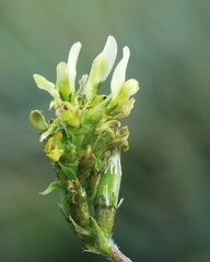 Astragalus boeticus