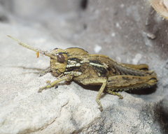 Pamphagus