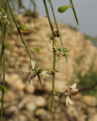 Retama monosperma