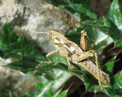 Pamphagus