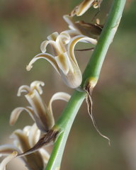 Dipcadi serotinum serotinum