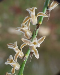 Dipcadi serotinum serotinum