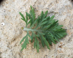 Lavandula multifida image