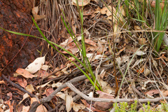 Haemodorum austroqueenslandicum