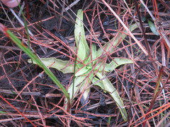 Pinguicula lutea