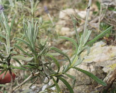 Lavandula dentata image