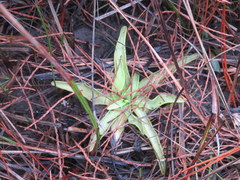 Pinguicula lutea