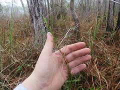 Hypericum fasciculatum