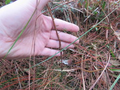 Hypericum fasciculatum