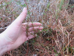 Hypericum fasciculatum