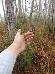Hypericum fasciculatum