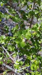 Ribes cereum cereum