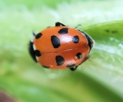 Hippodamia variegata