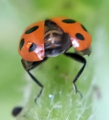 Hippodamia variegata
