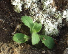 Campanula erinus