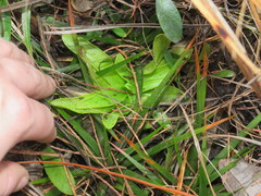 Pinguicula planifolia