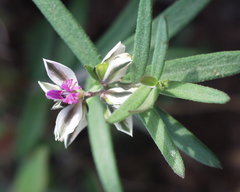 Polygala rupestris