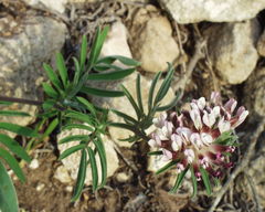 Anthyllis vulneraria gandogeri