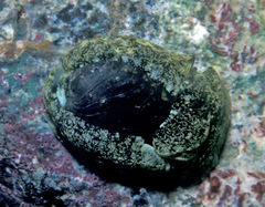 Smaragdinella calyculata