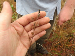 Ludwigia hirtella