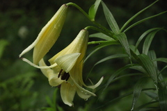 Lilium kesselringianum