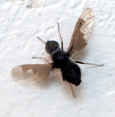 Anthrax dolabratus