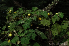Solanum viarum