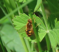 Parhelophilus obsoletus