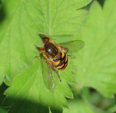 Parhelophilus obsoletus