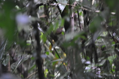 Rhytipterna holerythra