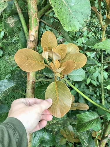 Coyo (Persea schiedeana)