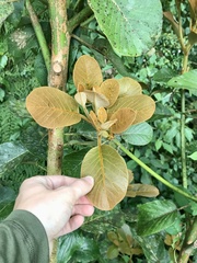 Persea schiedeana, photograph (c) Rose Zappa, some rights reserved (CC BY)