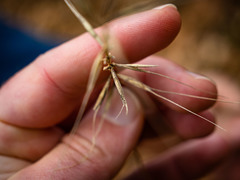 Elymus hystrix bigelovianus