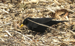Turdus merula
