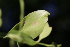 Eriophyes virescens
