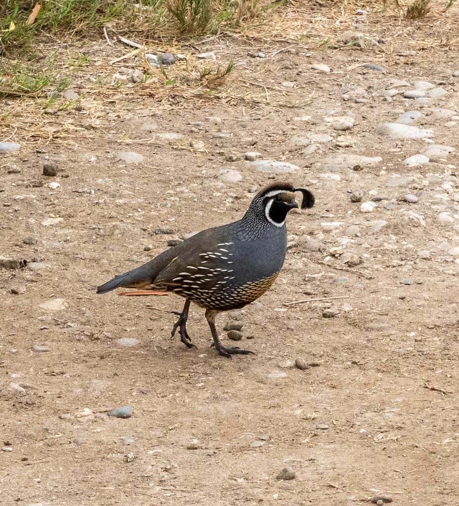 California Quail from Los Angeles, California, United States on