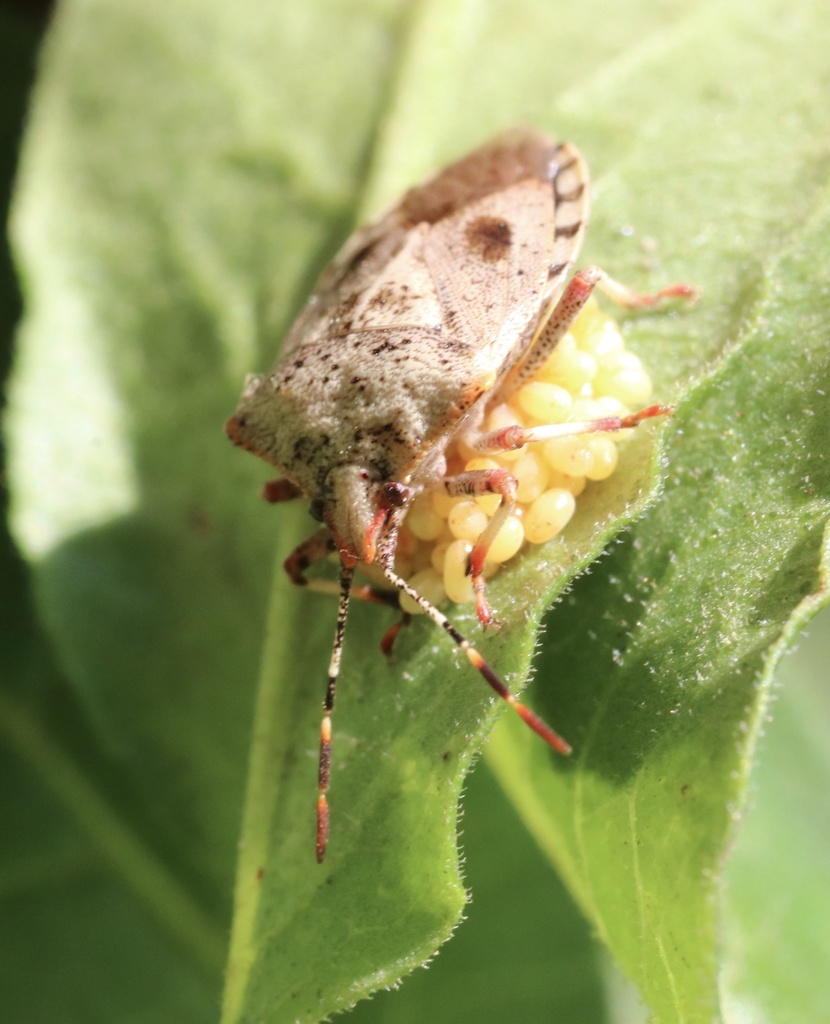 Phorbanta variabilis