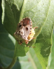 Phorbanta variabilis