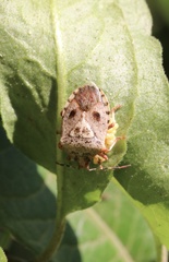 Phorbanta variabilis