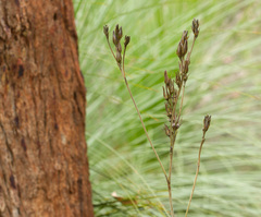 Haemodorum austroqueenslandicum