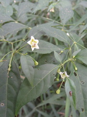 Capsicum flexuosum