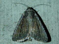 Sympistis astrigata