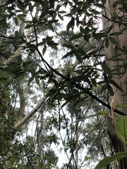 Eopsaltria australis